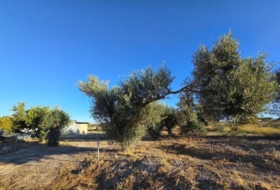 Chiclana de la Frontera 3353&nbsp;m²