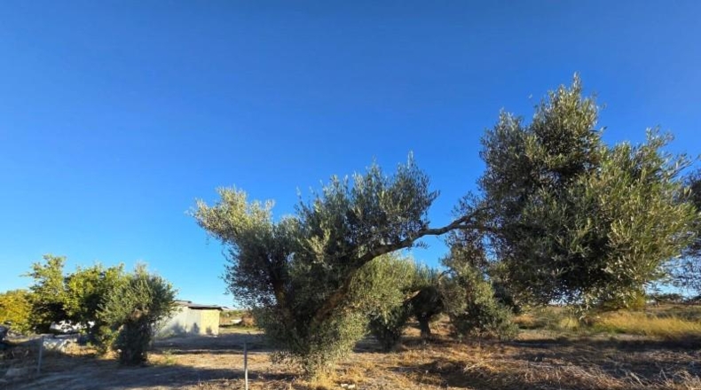 Cádiz - Chiclana de la Frontera - 3353 m²