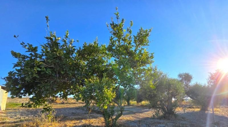 Cádiz - Chiclana de la Frontera - 2235 m²