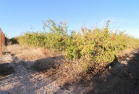 Elx 6671&nbsp;m² 
