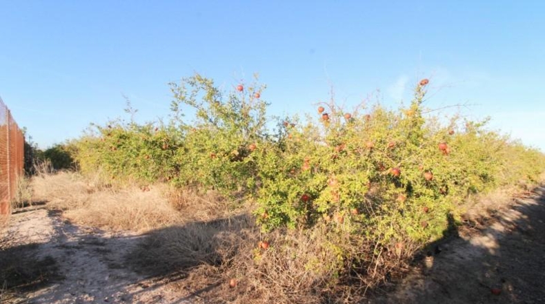 Alicante - Elx - 6671 m²