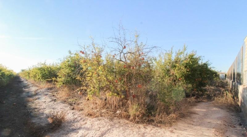 Alicante - Elx - 6671 m²