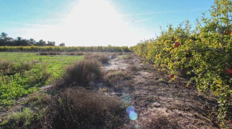 Alicante - Elx - 13461 m²