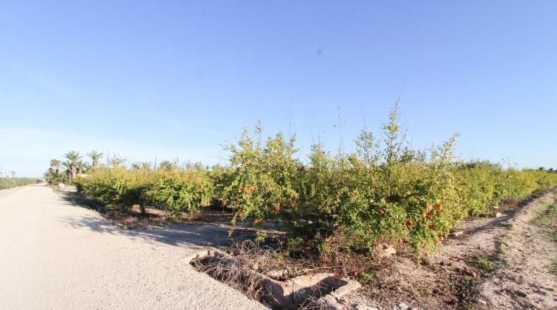Alicante - Elx - 13461 m²