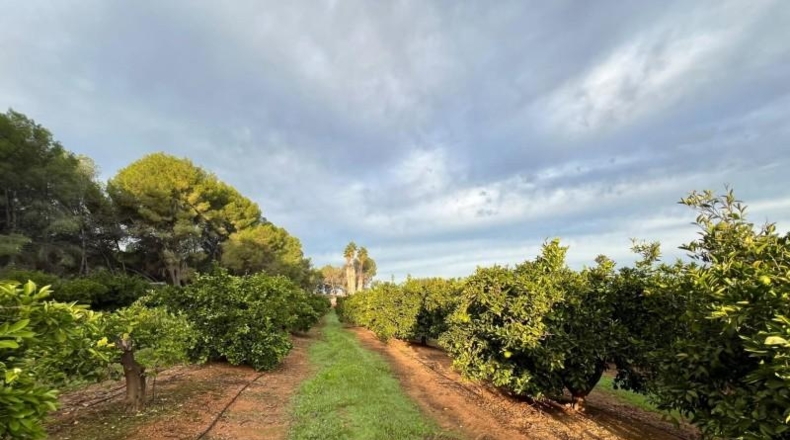 Valencia - Villamarchante - 21135 m²