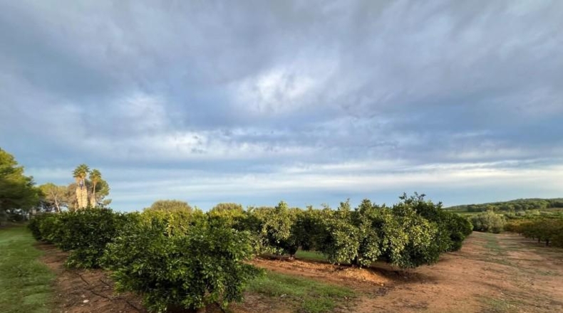 Valencia - Villamarchante - 21135 m²