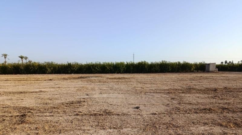 Alicante - Elx - 9800 m²
