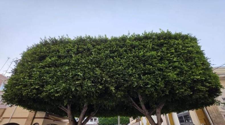 Alicante - Santa Pola - 123 m²