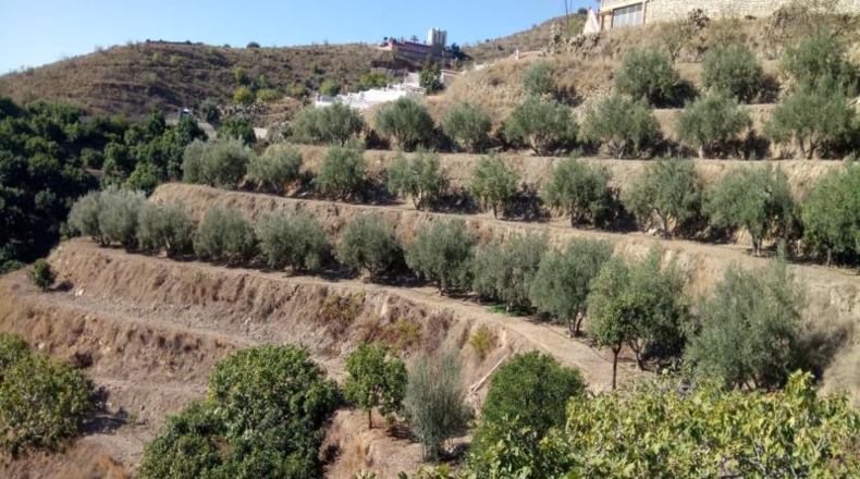 Granada - Almuñécar - 10000 m²