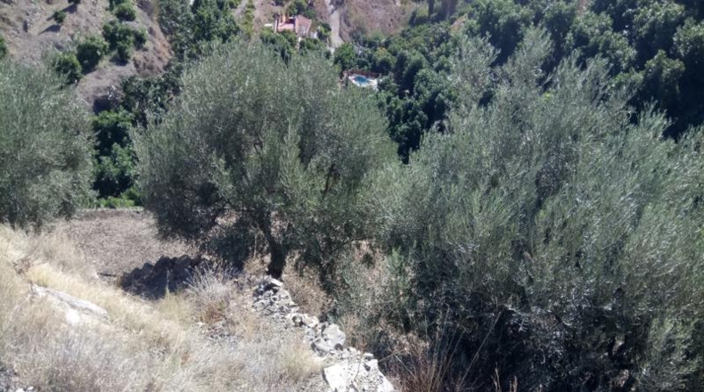Granada - Almuñécar - 10000 m²