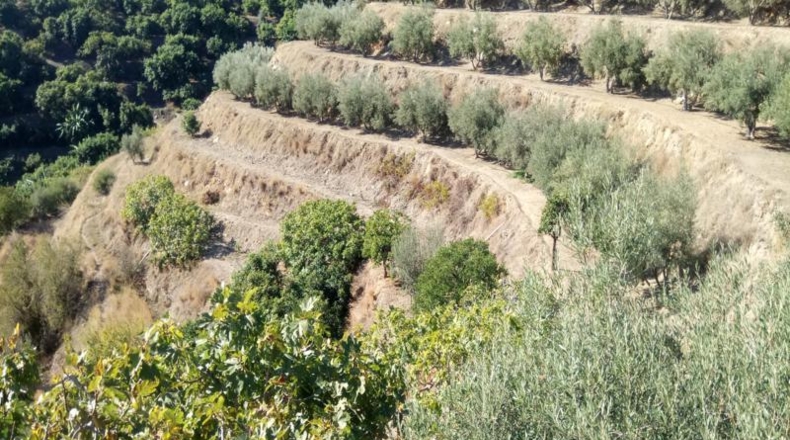 Granada - Almuñécar - 10000 m²