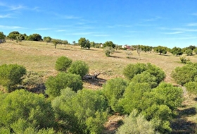 Manacor 22052&nbsp;m²