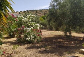 Fuensanta de Martos 5500&nbsp;m² 