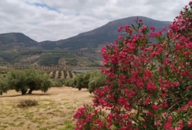 Fuensanta de Martos 5500&nbsp;m² 