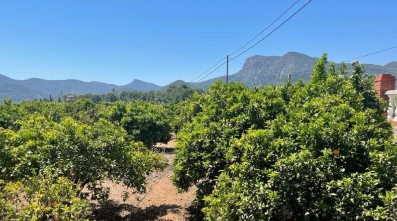 València - Albalat dels Tarongers - 5000 m²