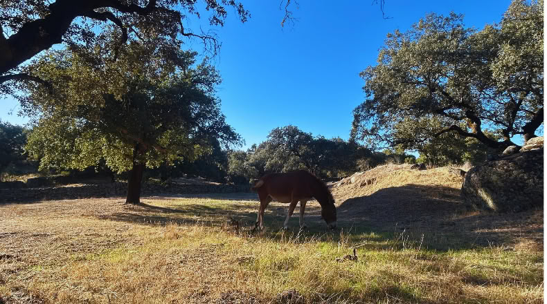 Huelva - Santa Olalla del Cala - 57679 m²