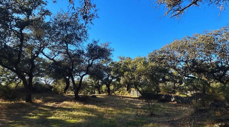 Huelva - Santa Olalla del Cala - 57679 m²