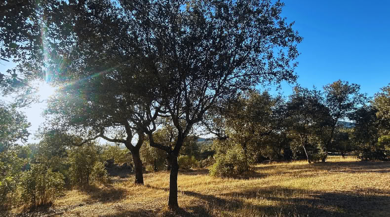 Huelva - Santa Olalla del Cala - 57679 m²