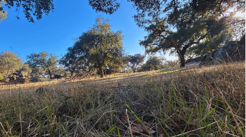 Huelva - Santa Olalla del Cala - 57679 m²