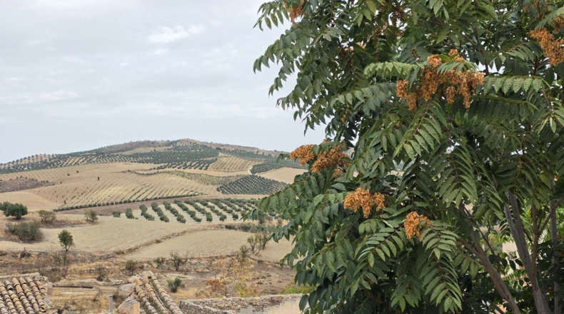 Granada - Alhama de Granada - 182 m²