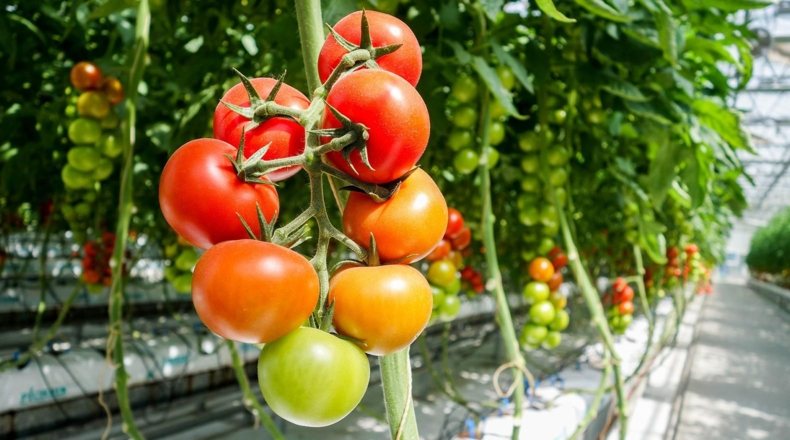 Plantación de tomates bajo plástico