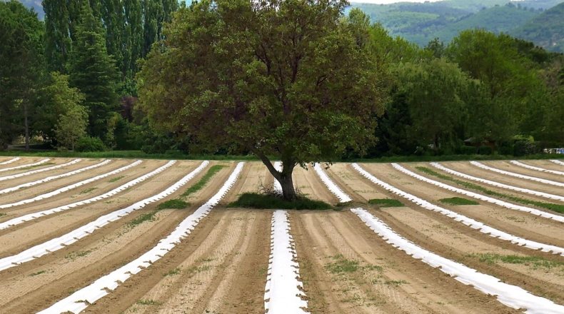 Agricultura ecológica España