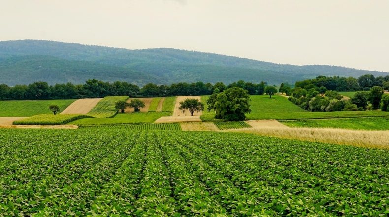 Agricultura española actual