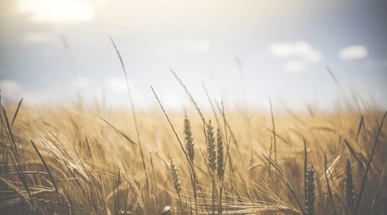 Explotación agrícola de secano