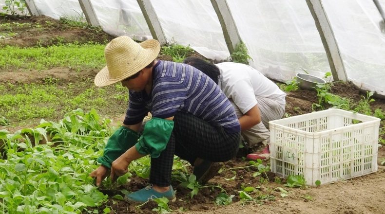 Temporero trabajando en invernadero