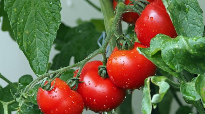 Cultivo de regadío de tomates