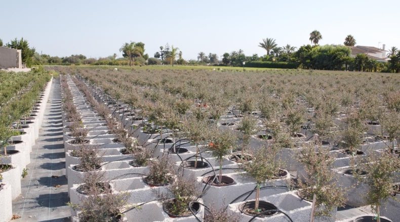 Terreno de Viveros Carmaet con cultivo de exterior