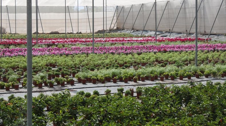 Cultivo en invernaderos de Viveros Carmaet