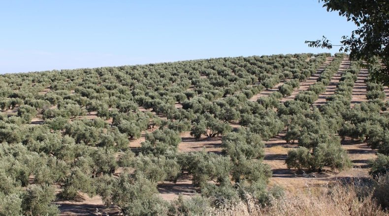 Agricultura regenerativa en España