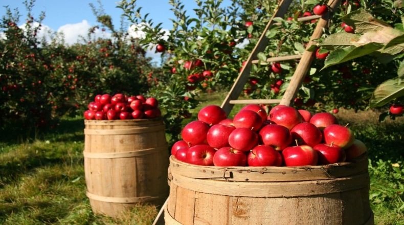 Imagen de recolecta de manzanas cultivas en suelo rústico