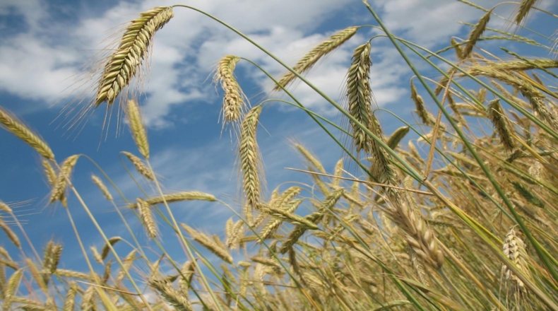 Imagen en la que aparecen plantaciones de trigo