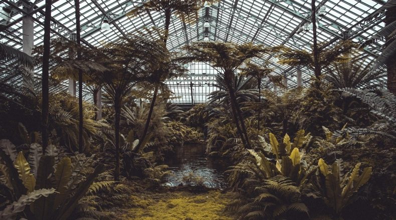 Imagen de un invernadero con plantaciones grandes