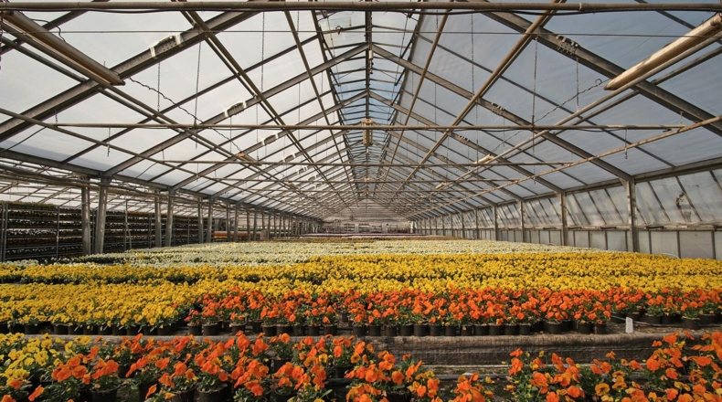 Imagen de un invernadero con diversidad de cultivo de planta pequeña