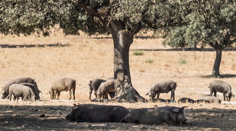 Imagen de ganadería porcina en un territorio rústico de Extremadura