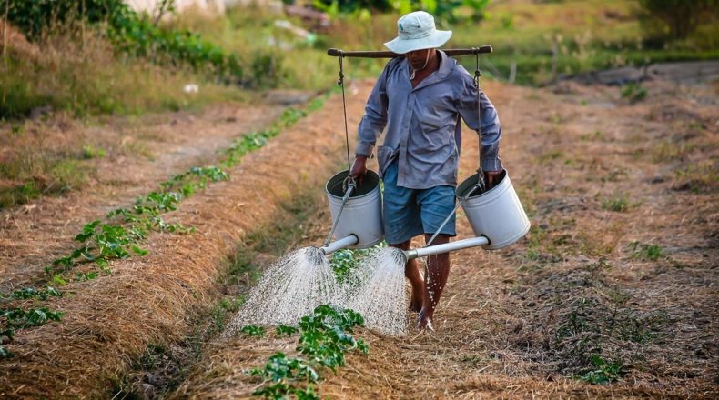 Alquiler de suelo rústico para explotación agrícola