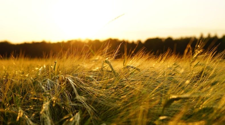 Imagen de un campo con cultivo de cebada, una de las cosechas más importantes en la agricultura sedentaria de secano