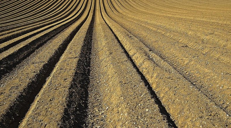 Agricultura sedentaria de secano en un campo