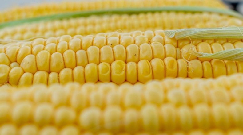 El maíz es el único cultivo transgénico permitido en la Unión Europea.