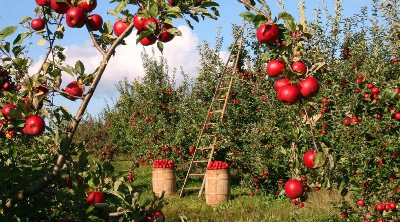 Imagen de un huerto ecológico en casa, situada en finca rústica