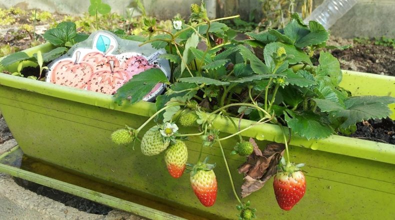 Imagen de un huerto ecológico en casa
