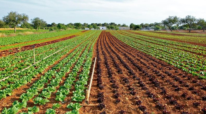 Agricultura en la Región de Murcia. Imagen de un cultivo de lechugas, una de las principales producciones de la agricultura en la Región de Murcia