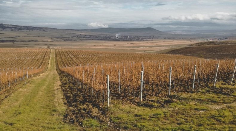 Imagen de un terreno agrícola donde se trabaja la agricultura agrícola que asiente el desarrollo rural en España