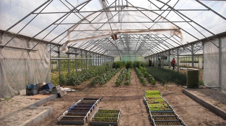Cultivos en invernadero. Imagen de interior de uno de los invernaderos de Almería donde abunda la cosecha de tomates