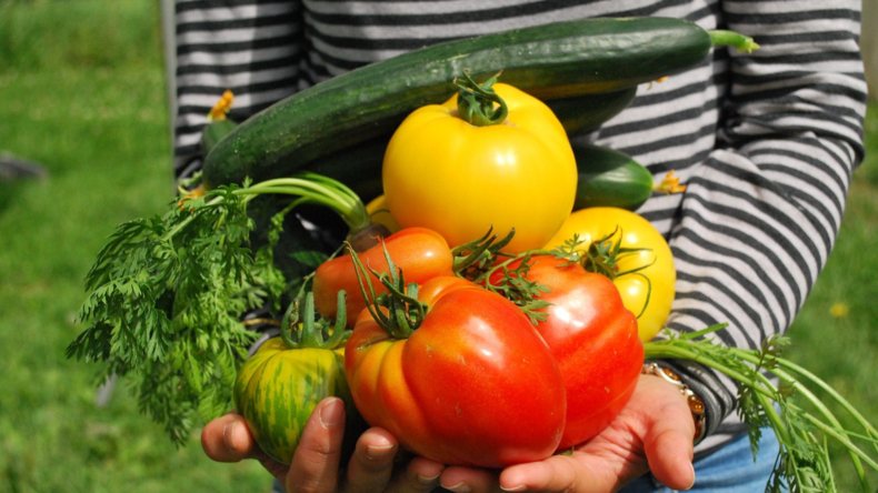 Imagen de frutas, cultivadas en un campo agrícola explotado económicamente