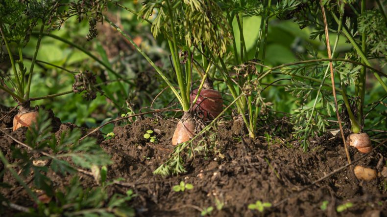 Imagen de plantación de verduras, para su posterior comercialización y rentabilidad económica