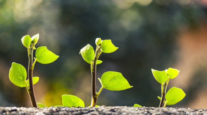 Además, son plantas con escaso mantenimiento.